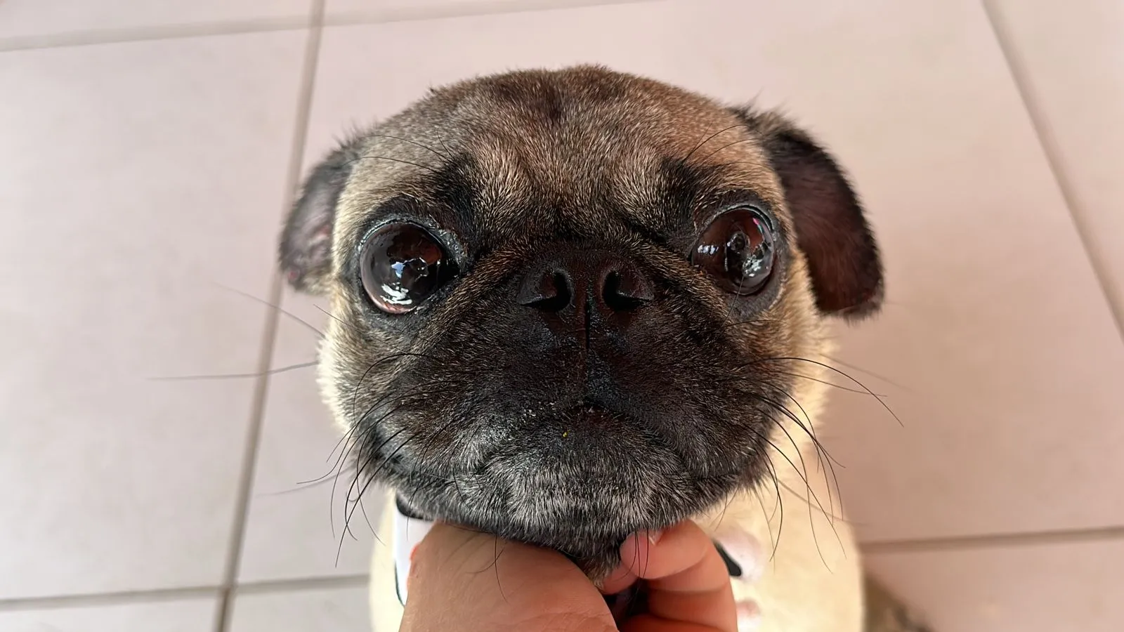 Pug Nelson após a cirurgia
