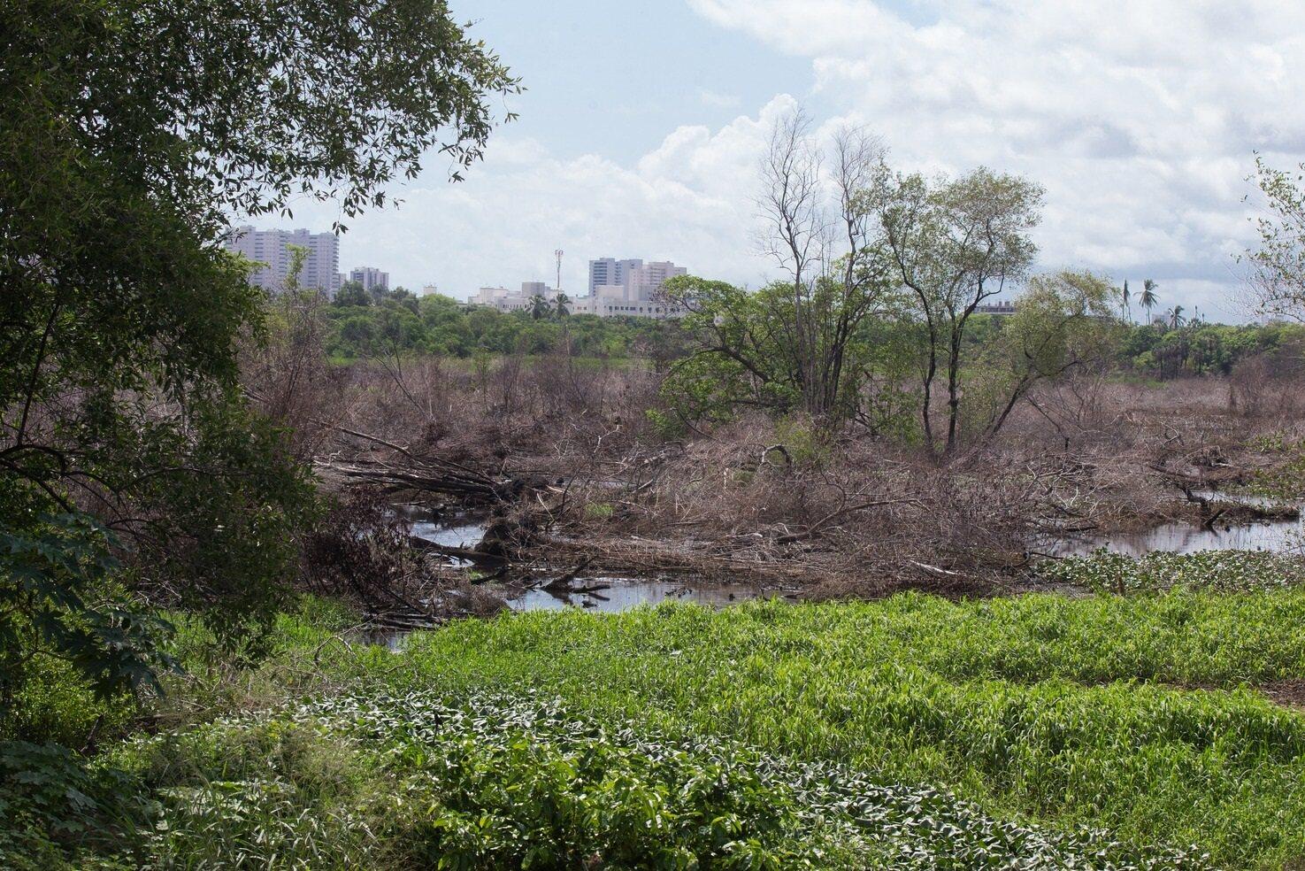 Incêndio causou perda de vegetação em trecho do Cocó, em 2022