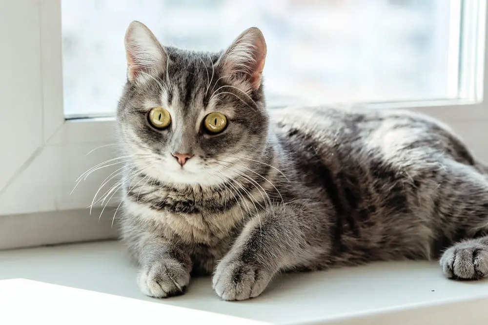 Gato próximo da janela