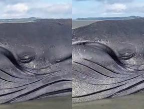Baleia encalhada