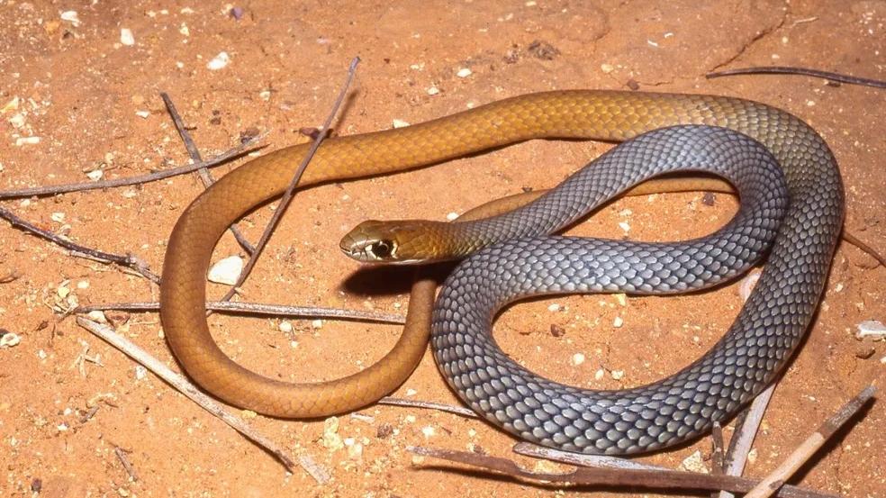 Australiana chama resgate para capturar cobra de borracha