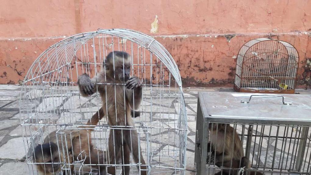 Macacos-prego resgatados