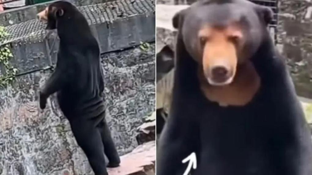 'urso' de zoológico, acusado de fantasiar pessoas de animais na China