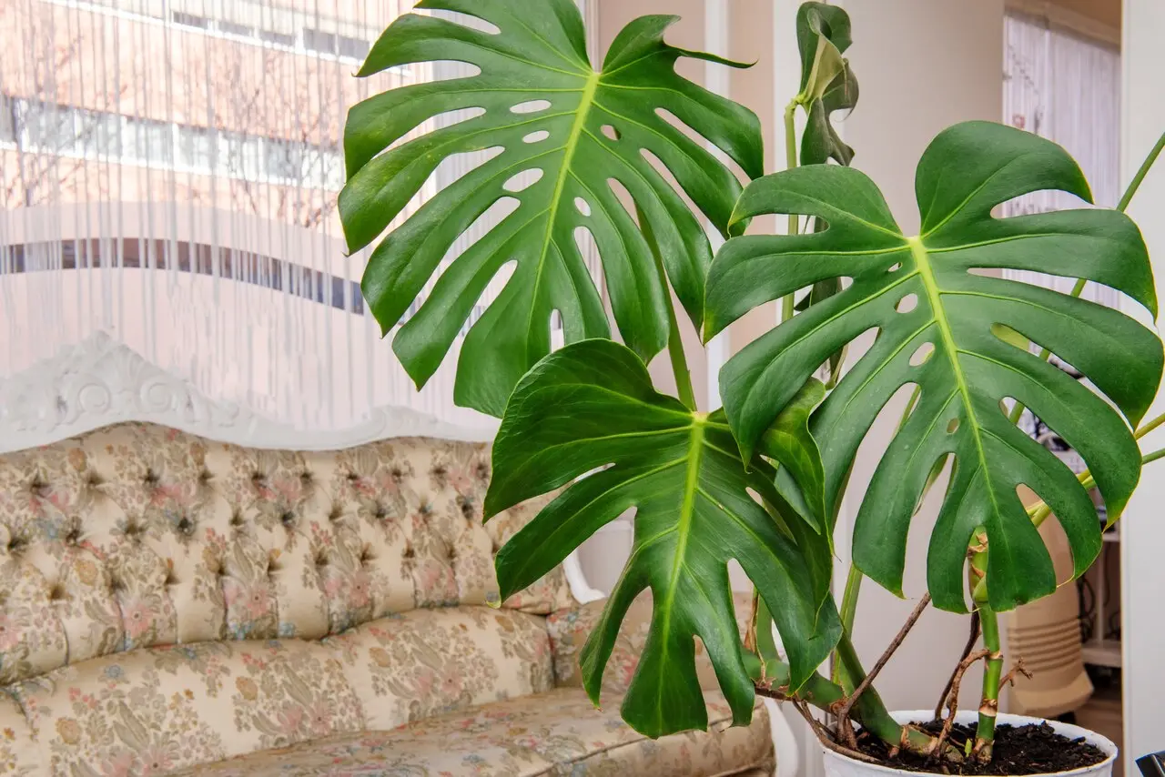 Monstera deliciosa é conhecida como Costela de Adão