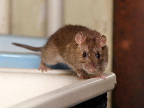 Rato em cima de balcão