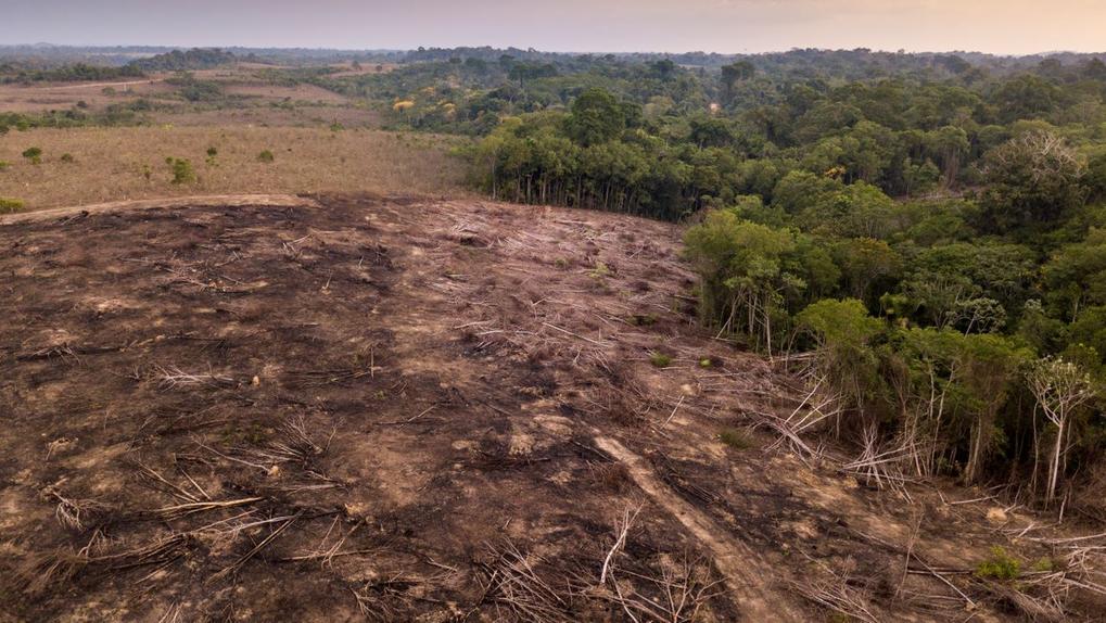 imagem aérea mostra área desmatada na floresta amazônica