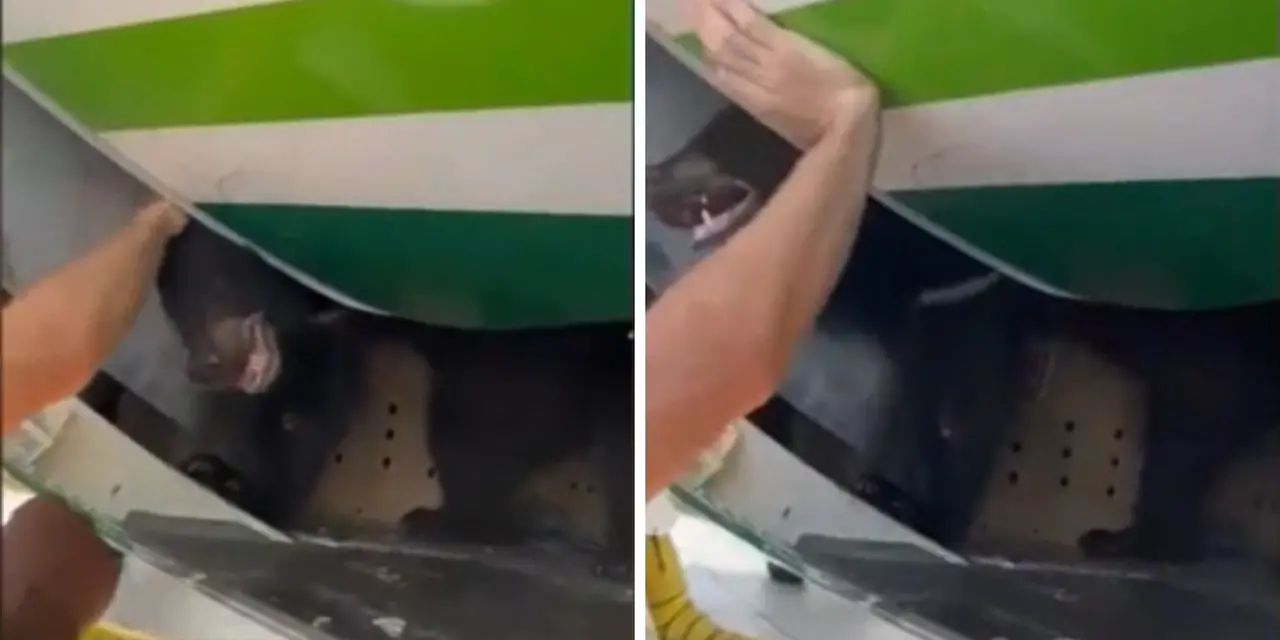 Urso escapou de caixa de transporte em porão