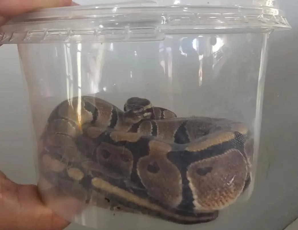 Um homem de 38 anos é preso em posse de uma cobra jiboia