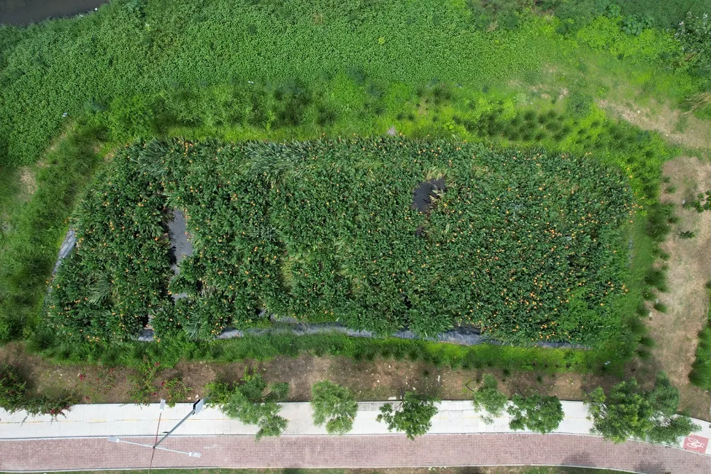 Visão aérea de um dos jardins filtrantes