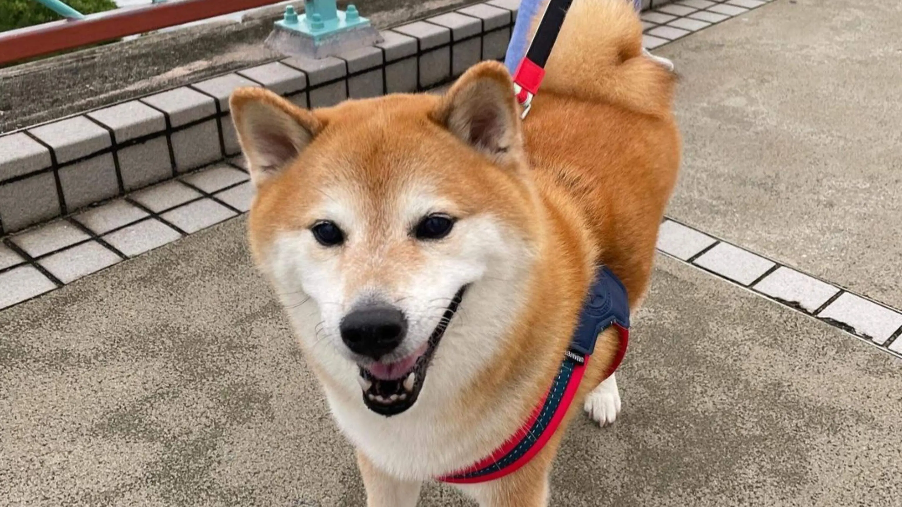 Imagem de cachorro é usado até hoje como meme nas redes sociais