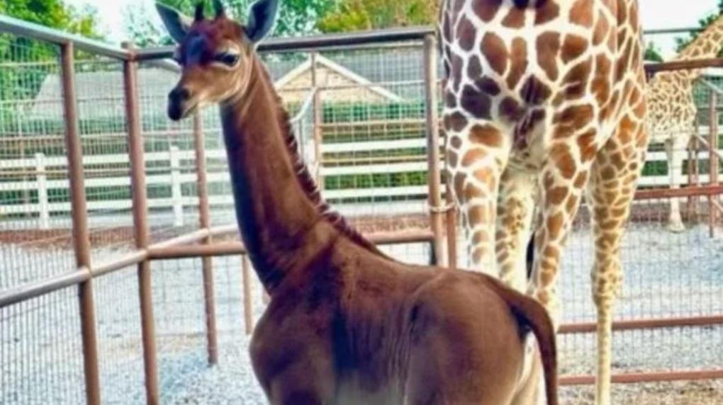 girafa sem manchas em zoológico dos EUA