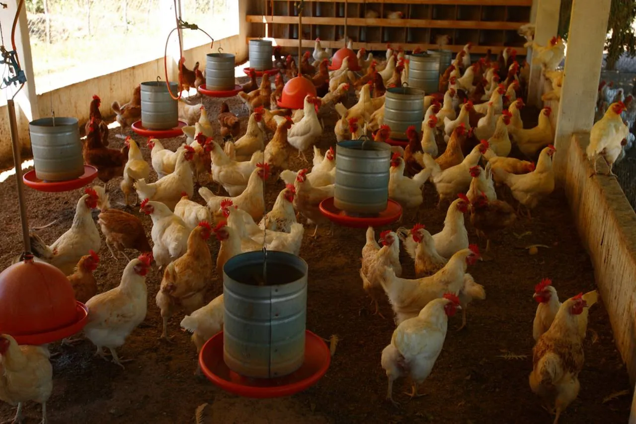 Um dos setores que mantém a desoneração é da proteína animal que, principalmente no caso da avicultura, deve ser beneficiado com a desoneração