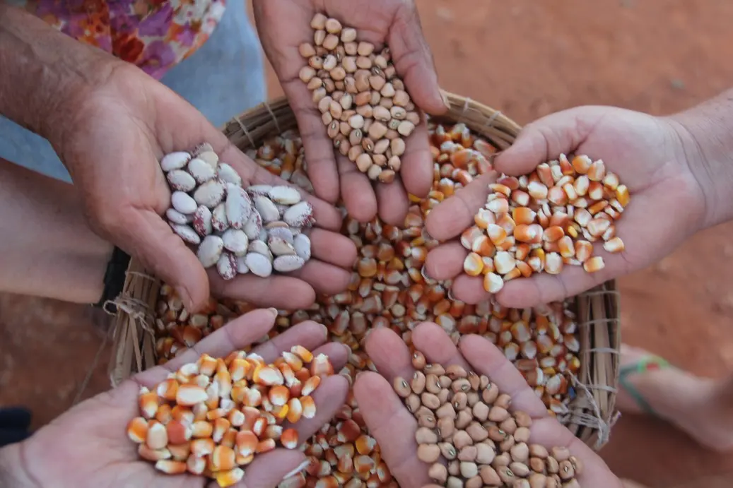 Foto que contém agricultura familiar