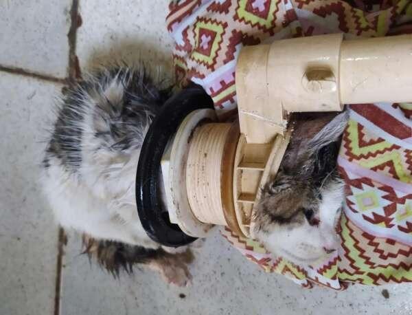 O filhote de gato que ficou preso em um cano foi resgato sem ferimentos