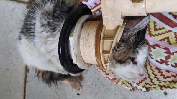 O filhote de gato que ficou preso em um cano foi resgato sem ferimentos