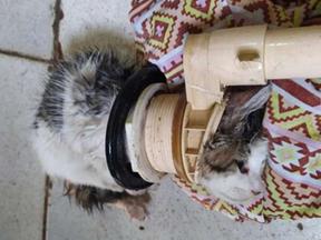 O filhote de gato que ficou preso em um cano foi resgato sem ferimentos
