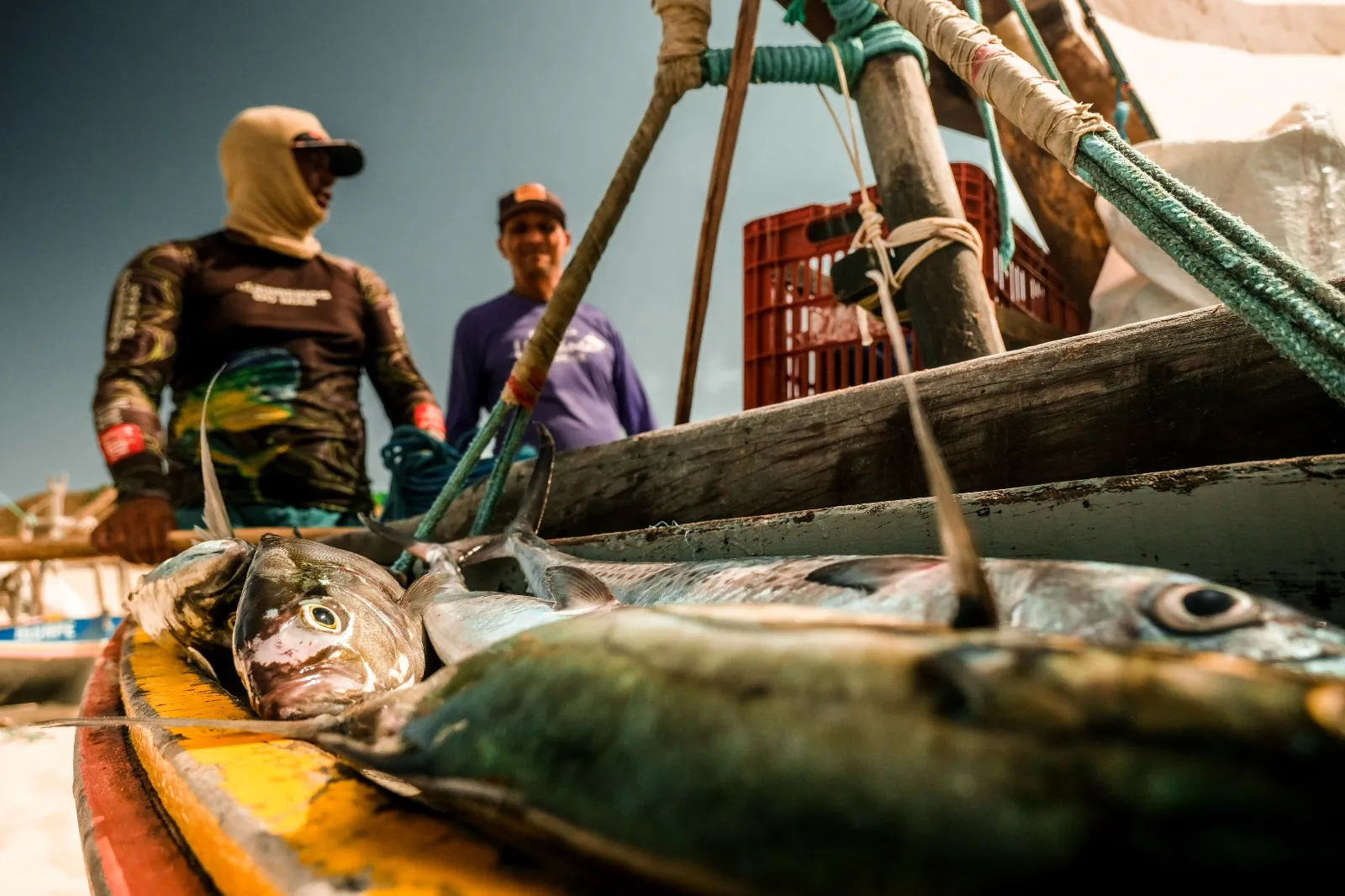 Entre as espécies mais visadas pelos pescadores, estão serras e cavalas
