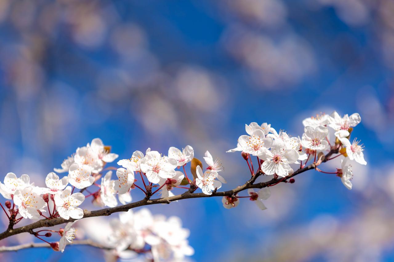 Understanding what the vernal equinox is and when it happens Science