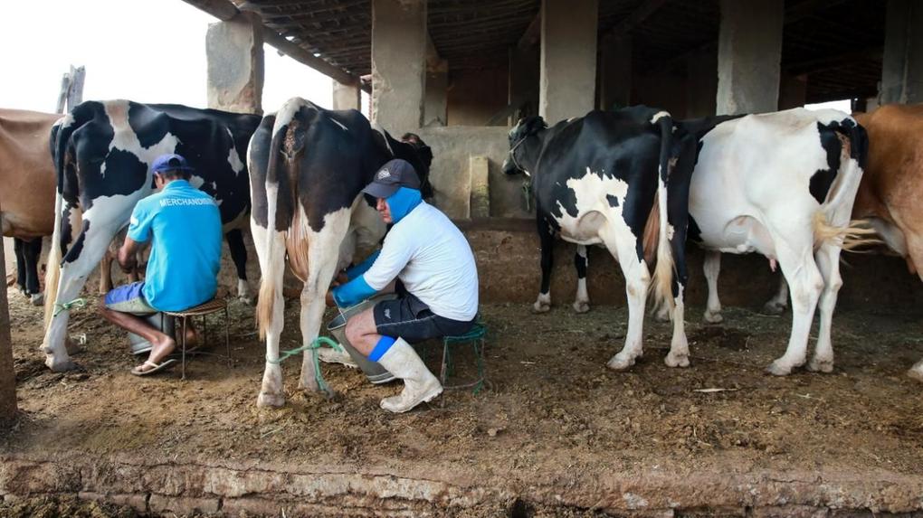 Produtor tirando leite da vaca