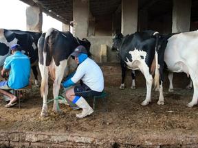 Produtor tirando leite da vaca