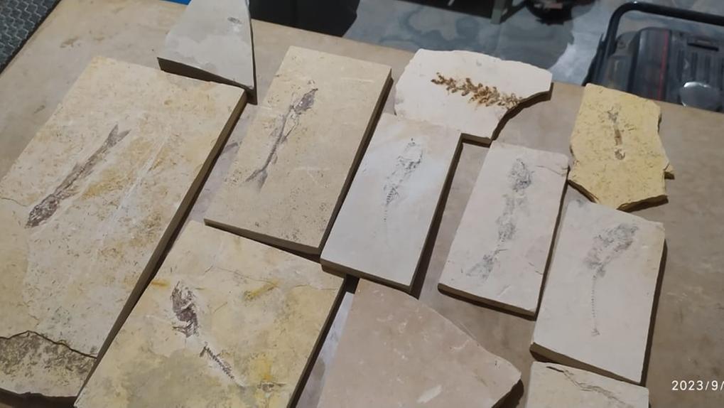 Fósseis encontrados pela polícia em Santana do Cariri