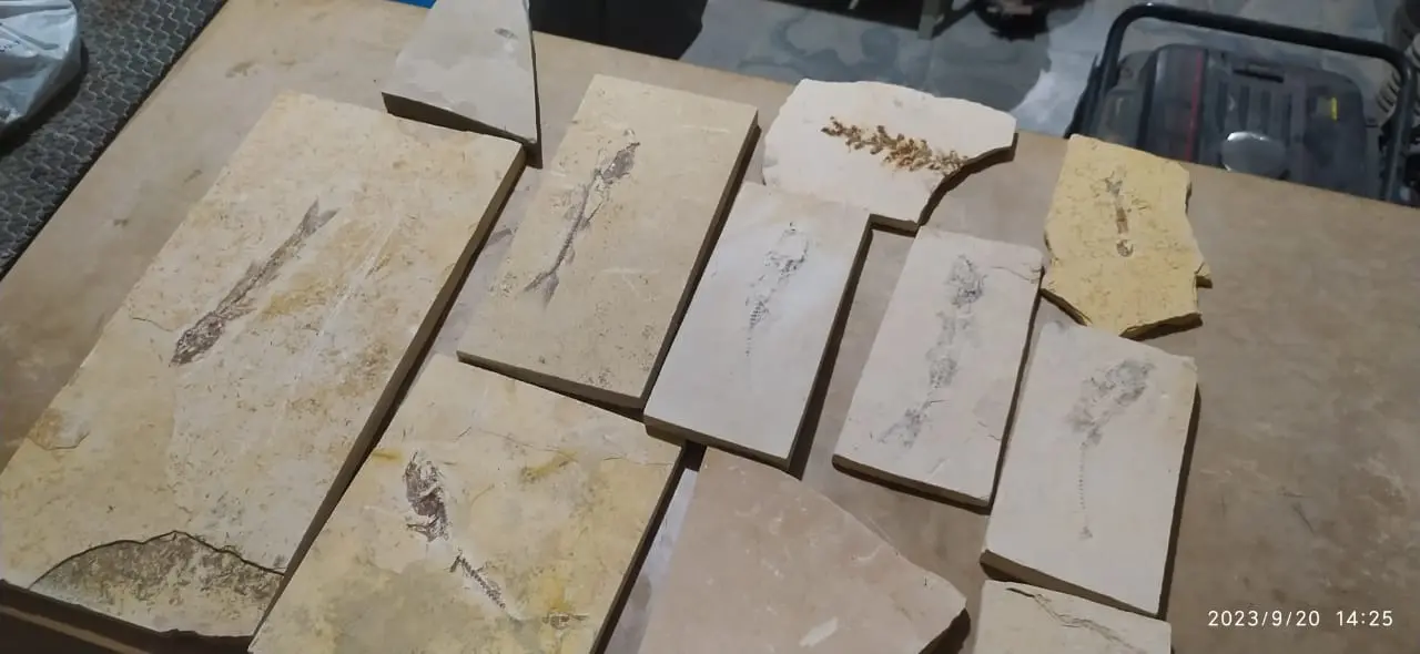 Fósseis encontrados pela polícia em Santana do Cariri