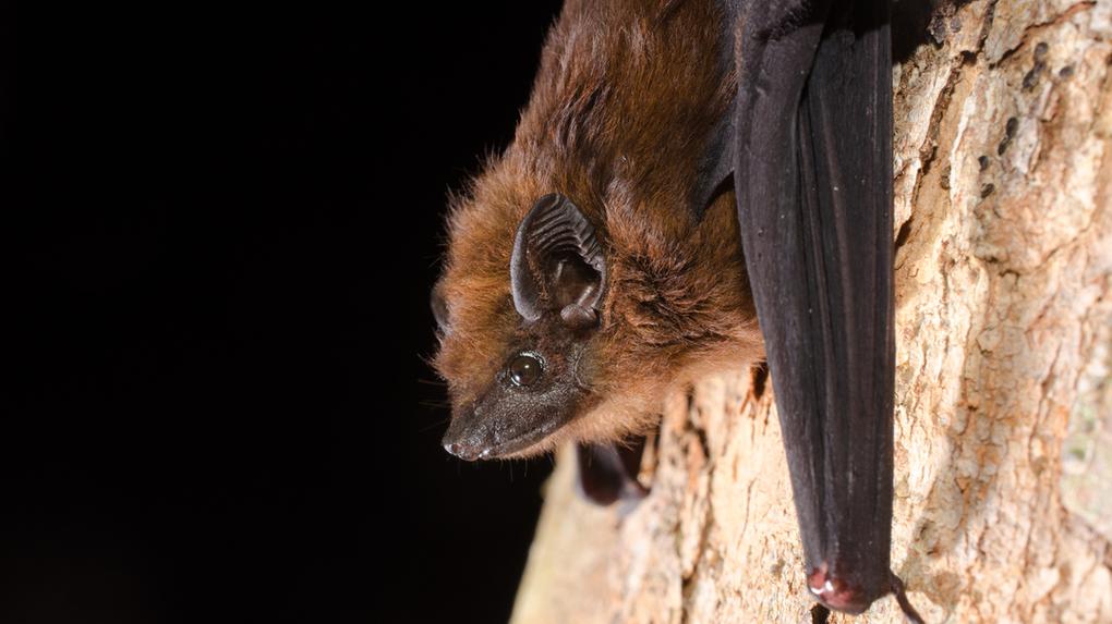 Morcego. Pela primeira vez, variantes do vírus da raiva de saguis foram encontradas em morcegos no Ceará, diz estudo científico