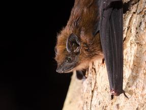 Morcego. Pela primeira vez, variantes do vírus da raiva de saguis foram encontradas em morcegos no Ceará, diz estudo científico