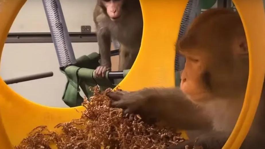 Macacos em testes