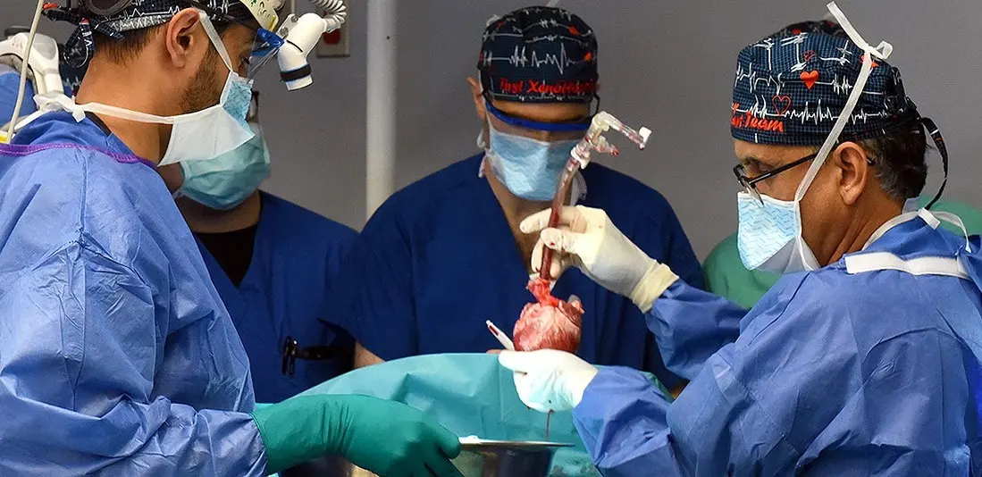 Médicos fazem o transplante de coração de um porco para um humano