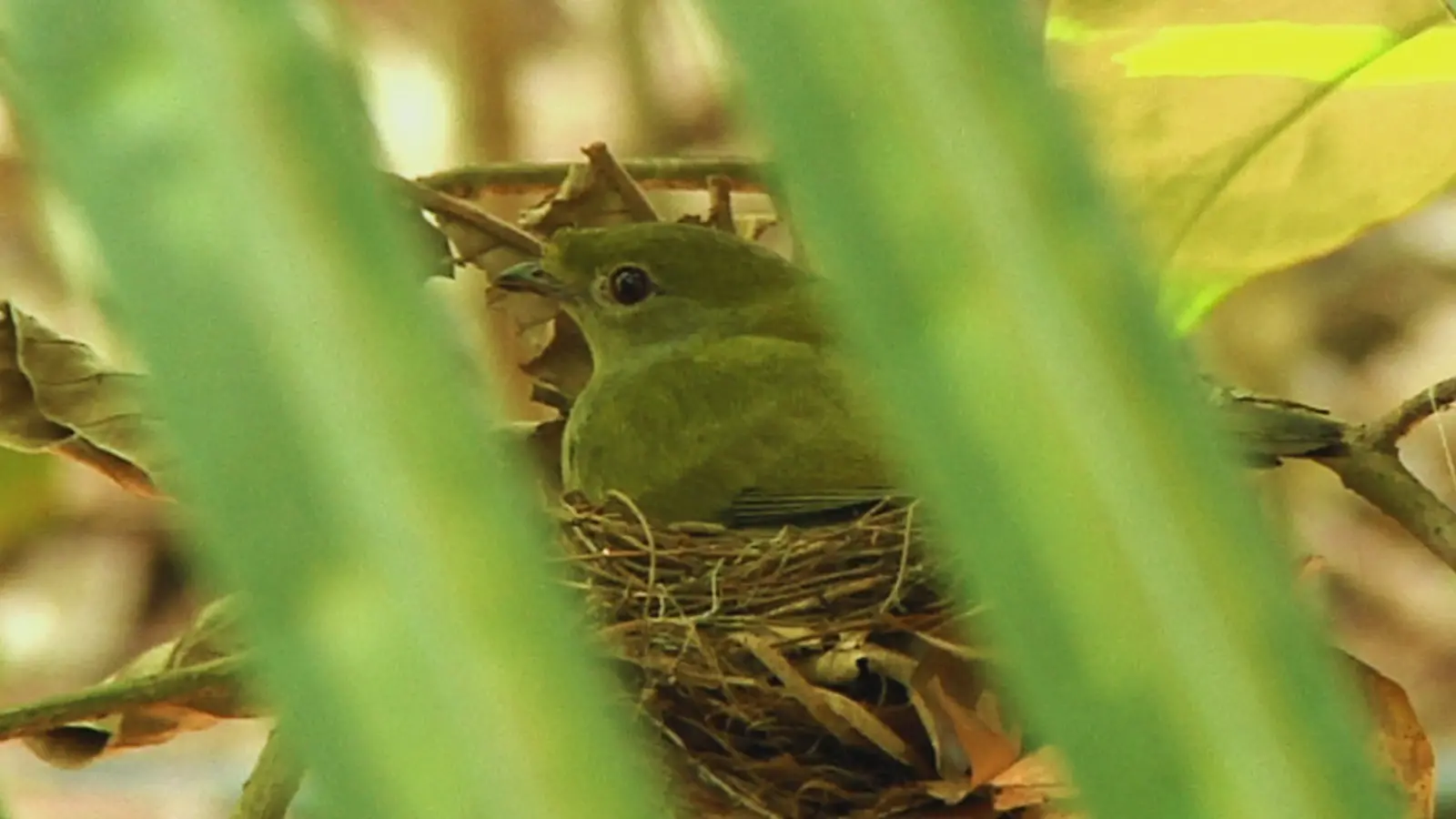 Guardiões da Biodiversidade