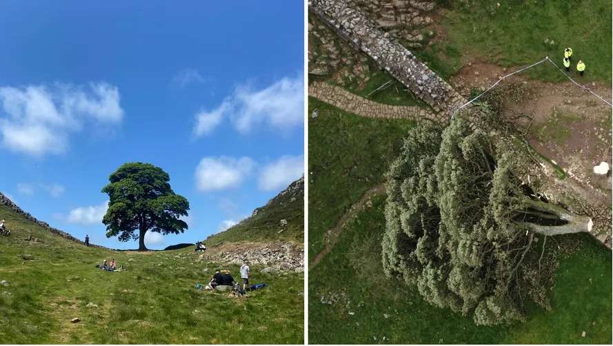 Man accused of cutting down 200-year-old tree in England acquitted – World