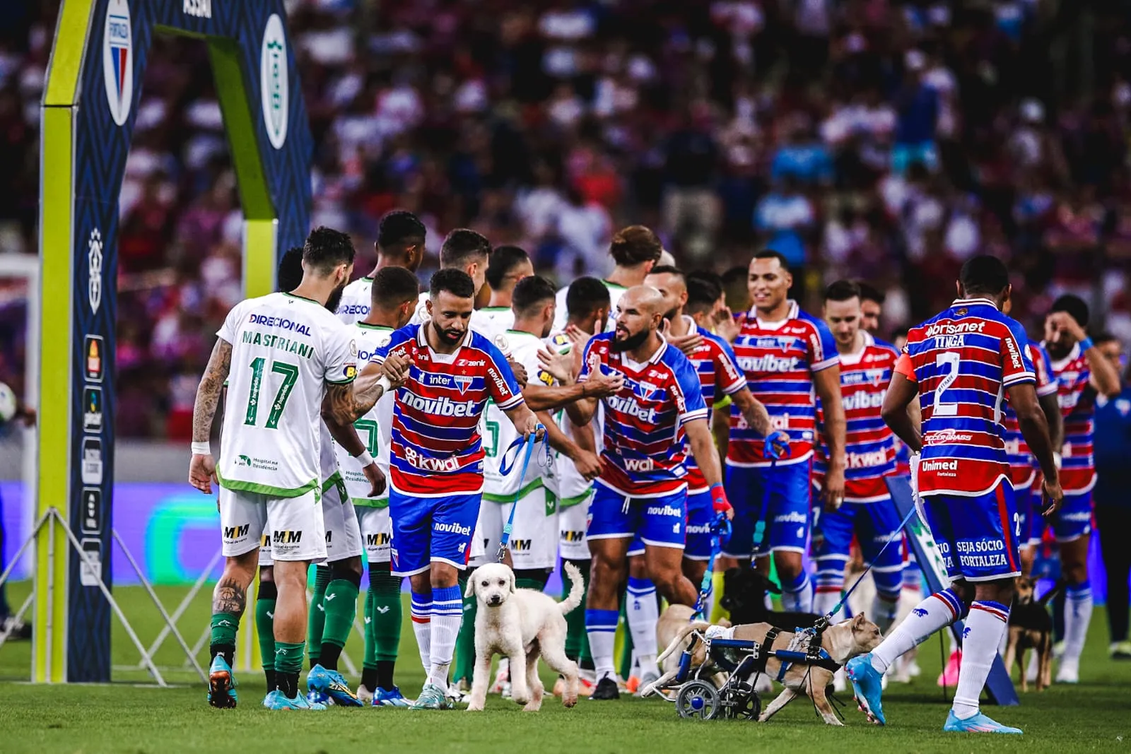 Cachorros acompanham o Fortaleza na entrada em campo.