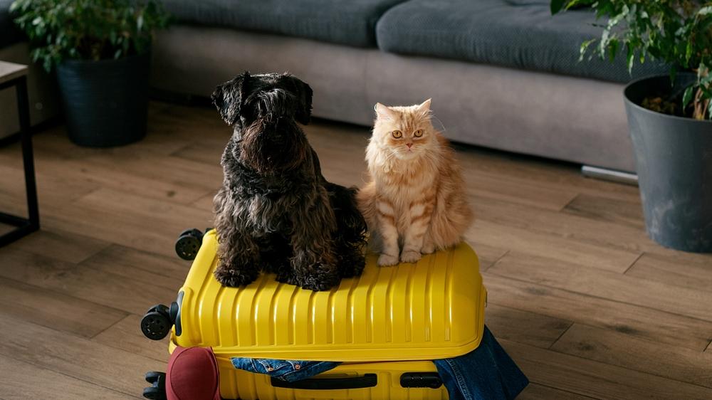Cachorro e gato em cima de uma mala amarela