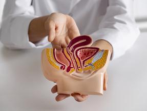 Imagem de um intestino