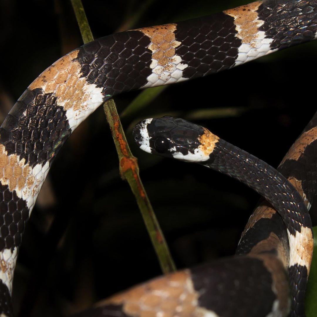 Primeiro registro de vocalização de cobra é feito por bolsistas da