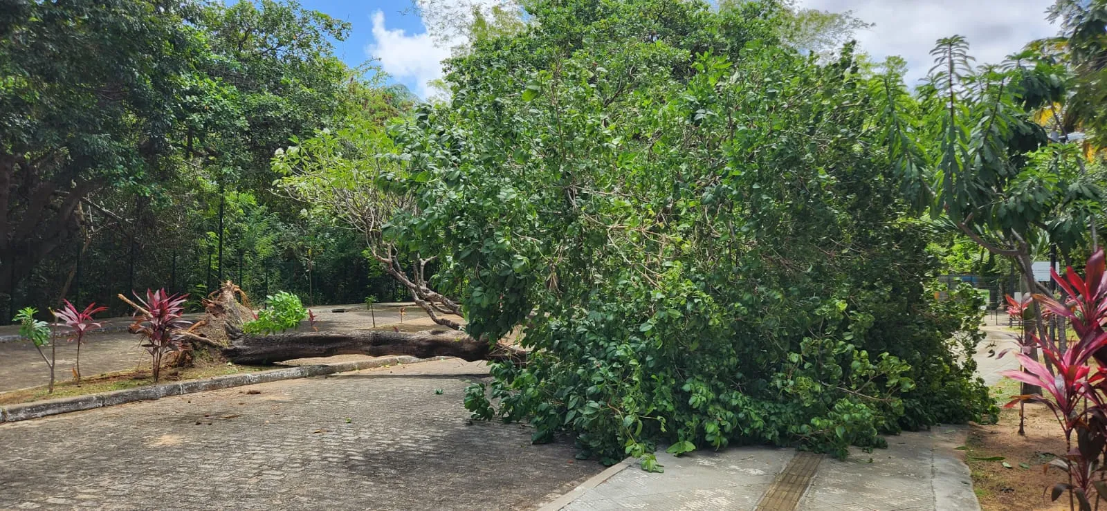 No período recente, 10 árvores caíram em Fortaleza por causa do inseto