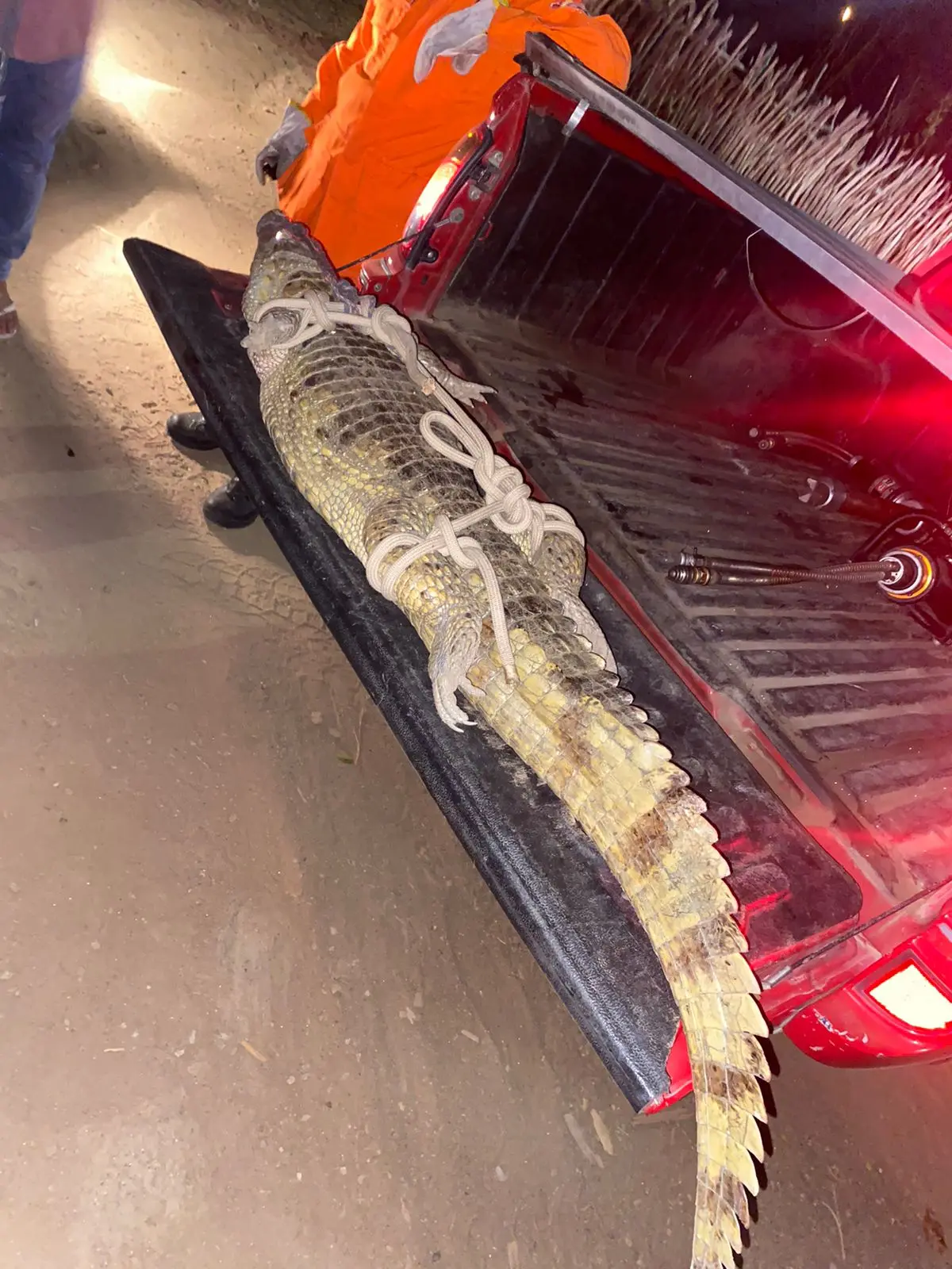 Foto de jacaré resgatado