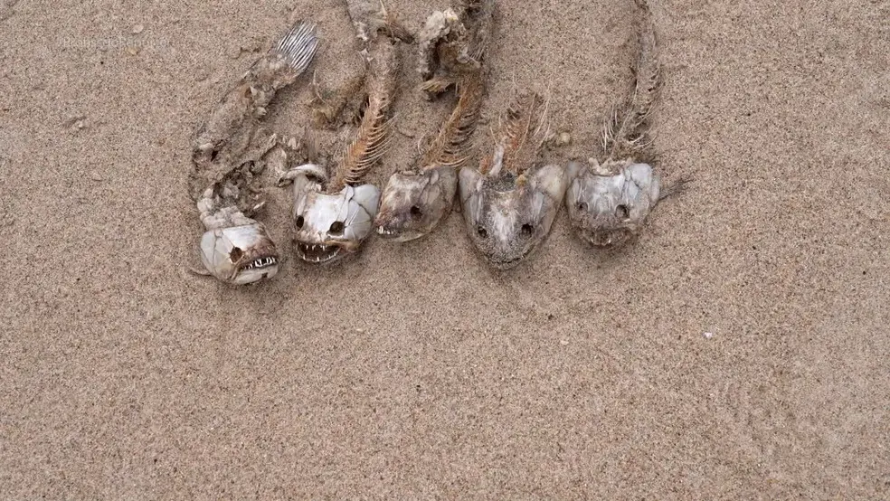 Foto de peixes mortos no Rio Solimões