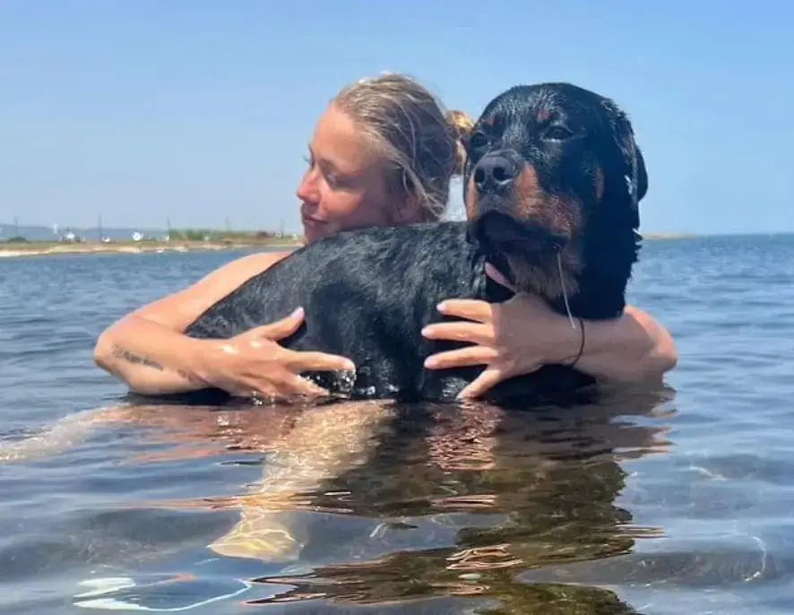 Cachorro Cody da raça Rottweiler