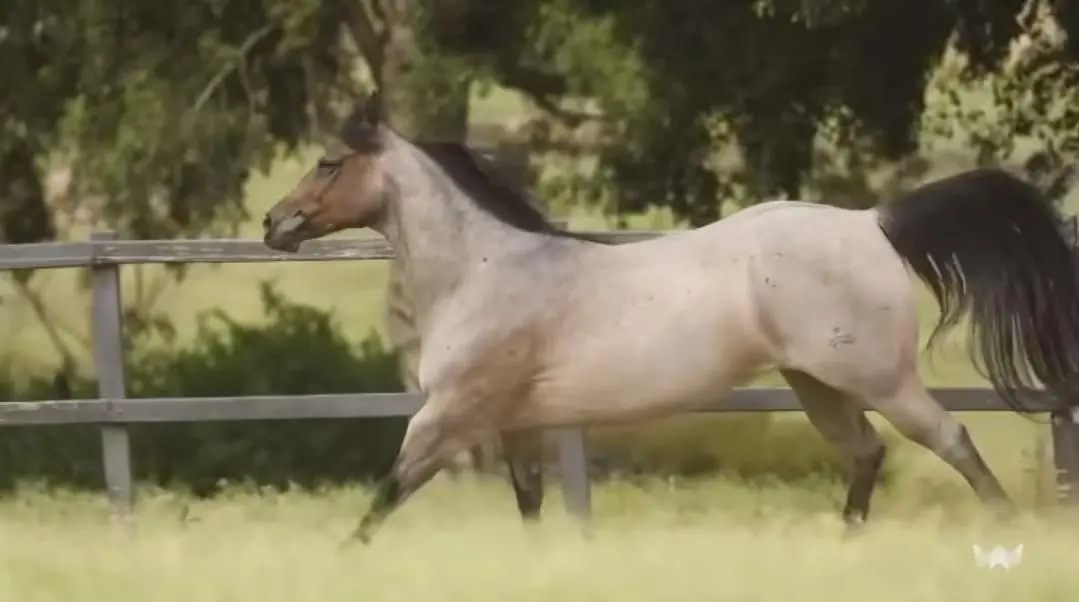 Super produtora Eternal Offling Peju