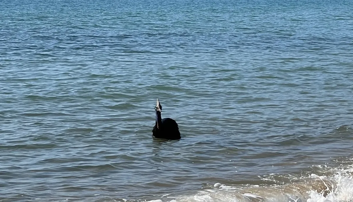 Depois de sair do mar, a ave descansou e voltou para a floresta