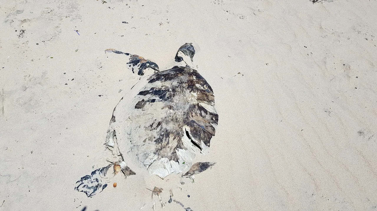 Carcaça de tartaruga encontrada em 2019 no Cumbuco