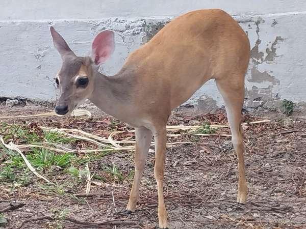 Fêmea de veado-catingueiro com a perna amputada devido a ferimento causado pela captura por traficantes