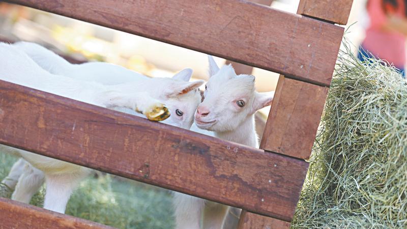 Cabras transgênicas geradas por clonagem