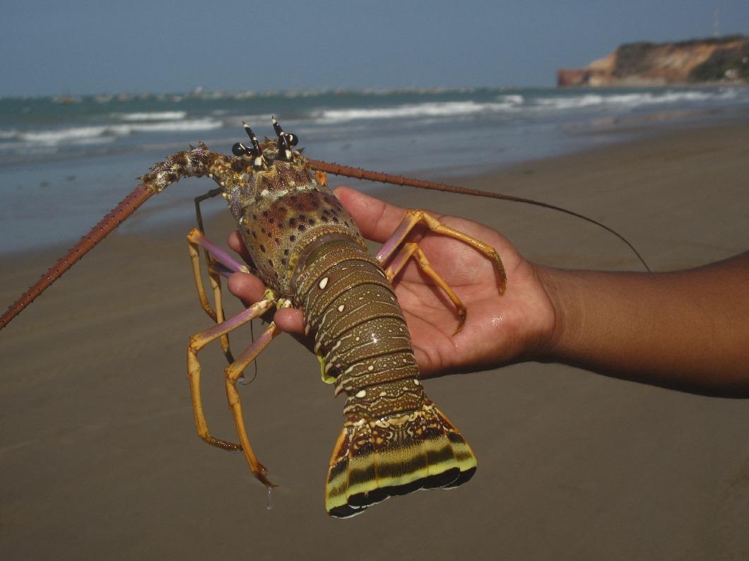 pesca de lagosta em icapuí