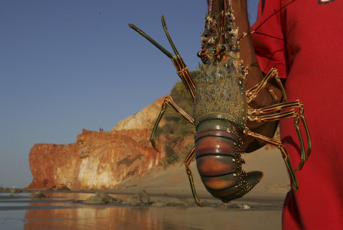 pesca da lagosta em icapuí