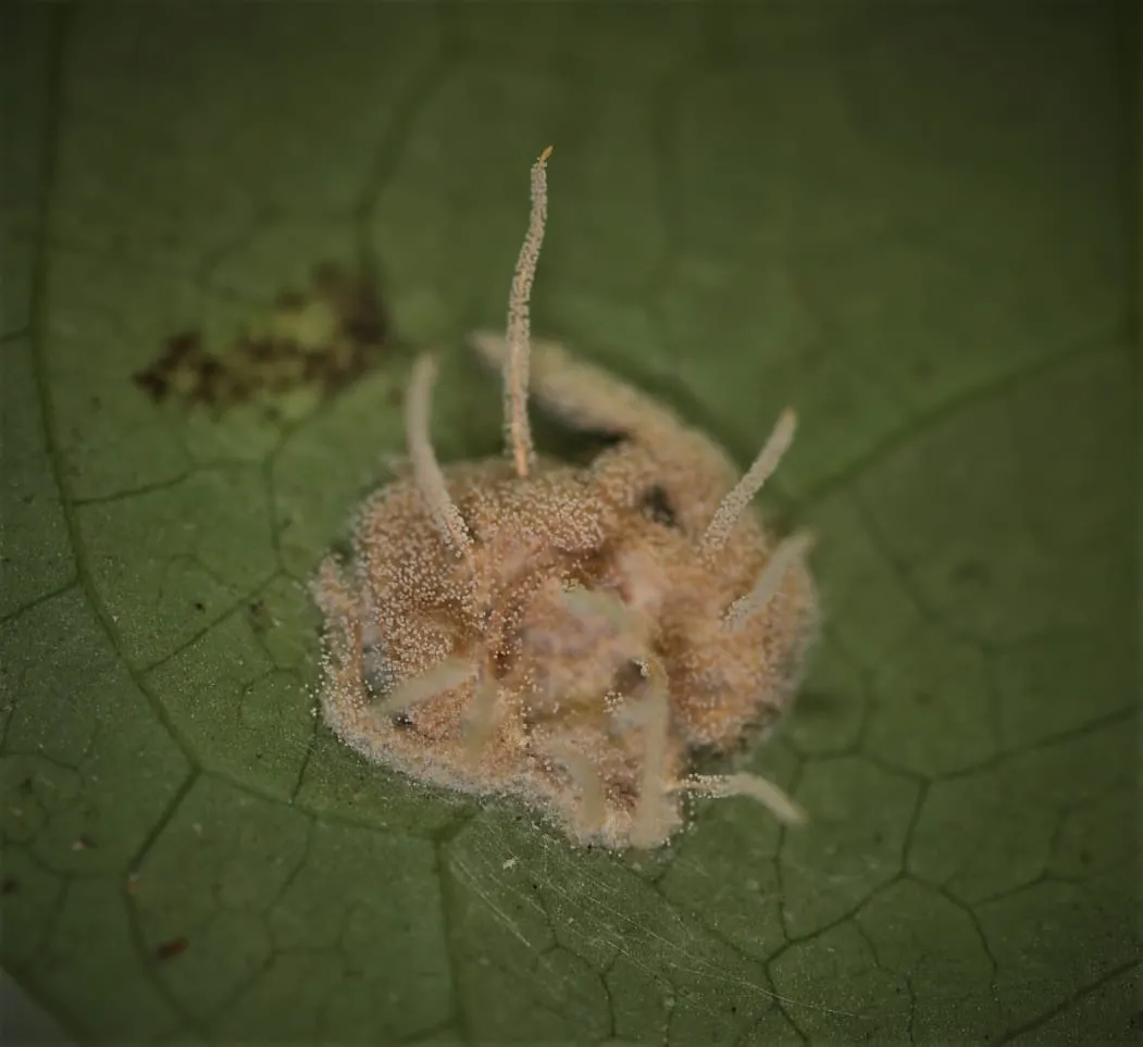 Maciço de Baturité possui uma diversidade biológica de mata atlântica
