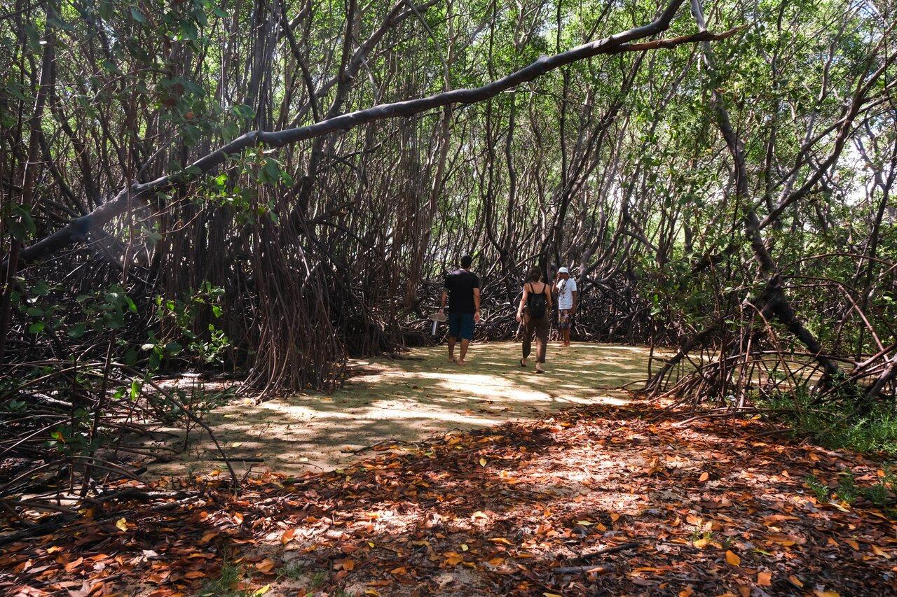 Belezas escondidas: área de mangue é rica em vegetação e espécies de animais