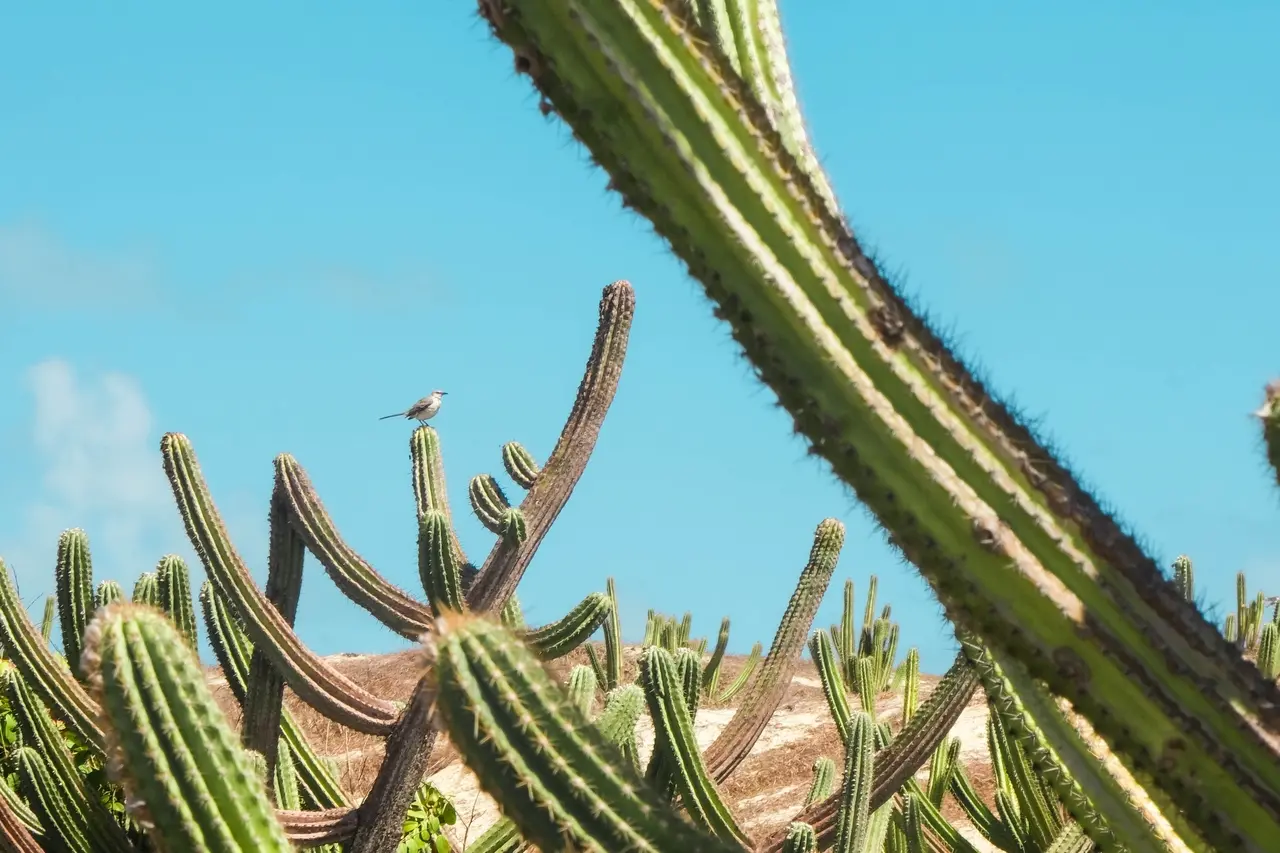 Sabiá-da-praia foi a ave responsável por 